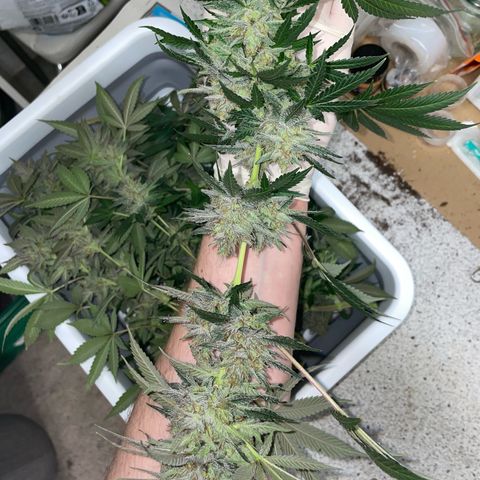 Critical Kush Photo Mainlining 1th Try growlog timeline photo