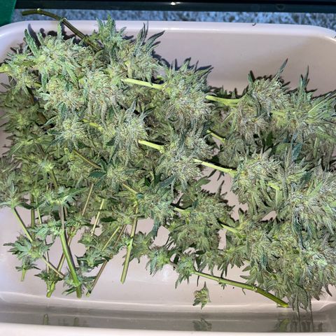 Critical Kush Photo Mainlining 1th Try growlog timeline photo