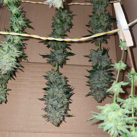 Critical Kush Photo Mainlining 1th Try growlog timeline photo
