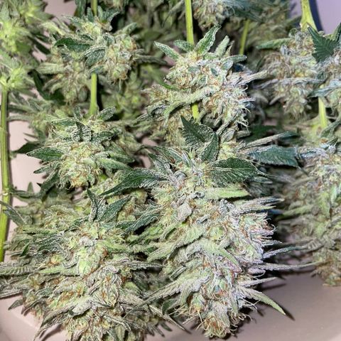 Critical Kush Photo Mainlining 1th Try growlog timeline photo