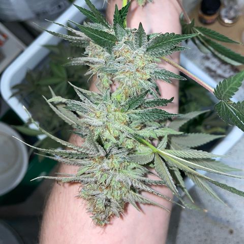 Critical Kush Photo Mainlining 1th Try growlog timeline photo