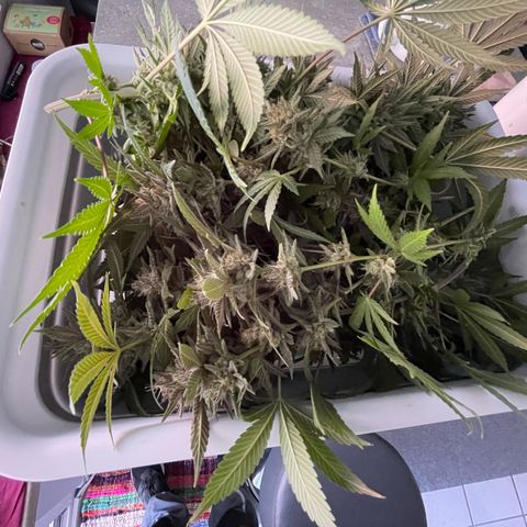 Critical Kush Photo Mainlining 1th Try growlog timeline photo
