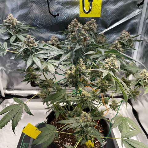 Critical Kush Photo Mainlining 1th Try growlog timeline photo