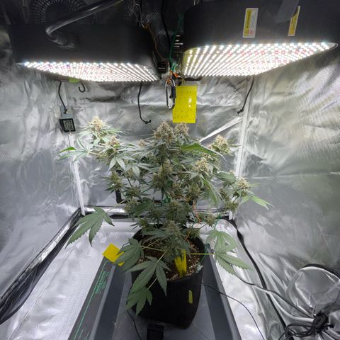 Critical Kush Photo Mainlining 1th Try growlog timeline photo