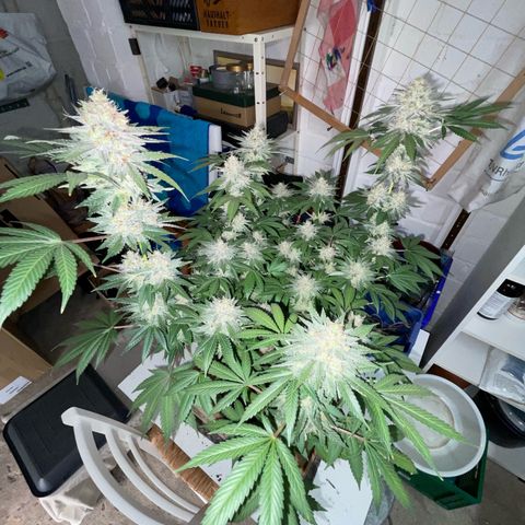 Critical Kush Photo Mainlining 1th Try growlog timeline photo