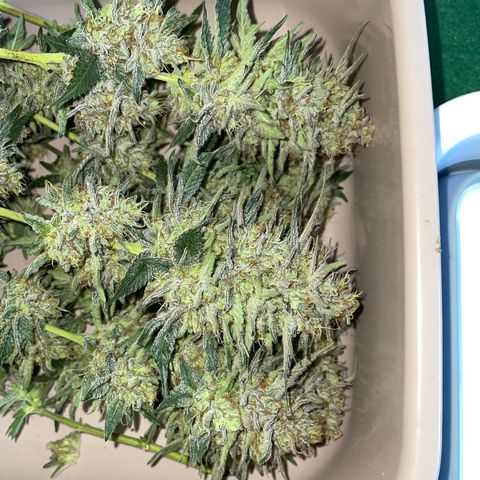 Critical Kush Photo Mainlining 1th Try growlog timeline photo