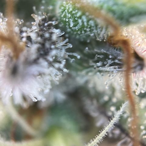 Critical Kush Photo Mainlining 1th Try growlog timeline photo
