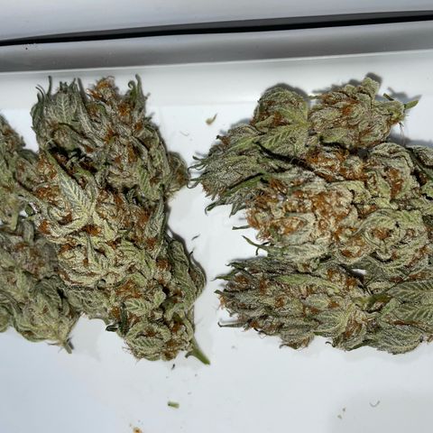Critical Kush Photo Mainlining 1th Try growlog timeline photo