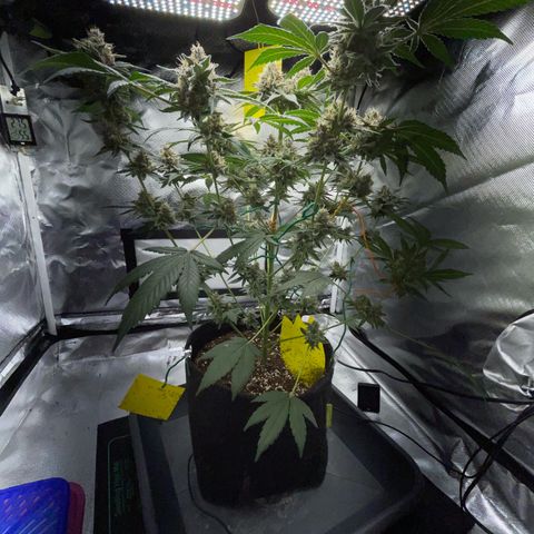 Critical Kush Photo Mainlining 1th Try growlog timeline photo