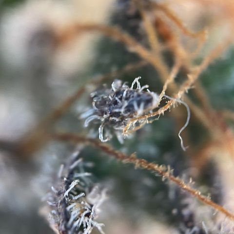 Critical Kush Photo Mainlining 1th Try growlog timeline photo