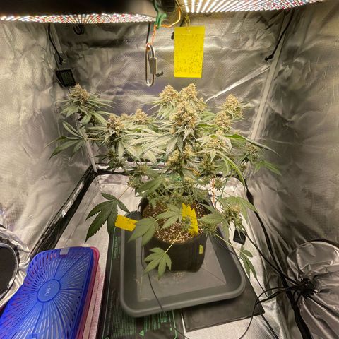 Critical Kush Photo Mainlining 1th Try growlog timeline photo