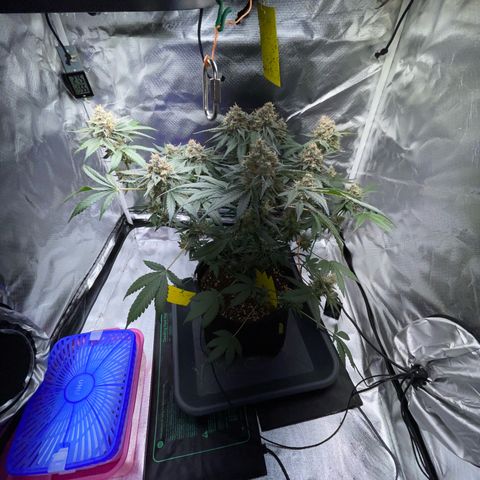 Critical Kush Photo Mainlining 1th Try growlog timeline photo