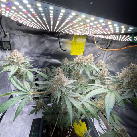 Critical Kush Photo Mainlining 1th Try growlog timeline photo