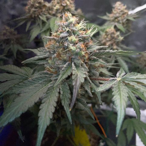 Critical Kush Photo Mainlining 1th Try growlog timeline photo