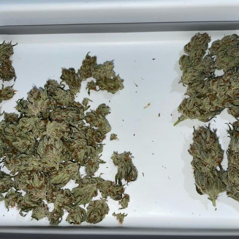 Critical Kush Photo Mainlining 1th Try growlog timeline photo