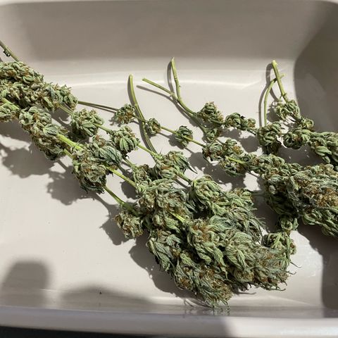 Critical Kush Photo Mainlining 1th Try growlog timeline photo