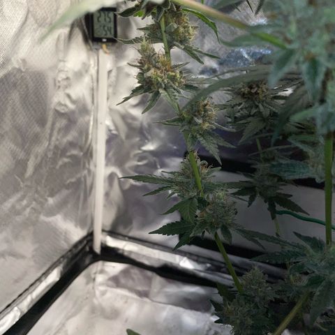 Critical Kush Photo Mainlining 1th Try growlog timeline photo