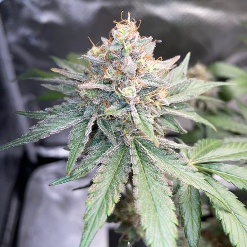 Critical Kush Photo Mainlining 1th Try growlog timeline photo