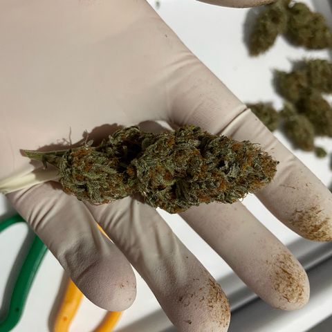 Critical Kush Photo Mainlining 1th Try growlog timeline photo