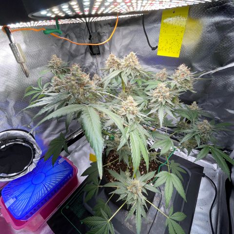 Critical Kush Photo Mainlining 1th Try growlog timeline photo