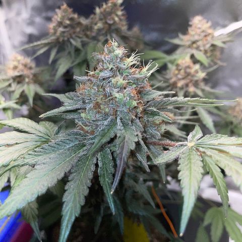 Critical Kush Photo Mainlining 1th Try growlog timeline photo