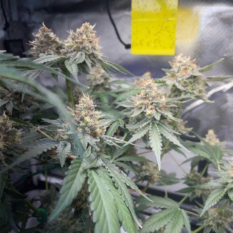 Critical Kush Photo Mainlining 1th Try growlog timeline photo