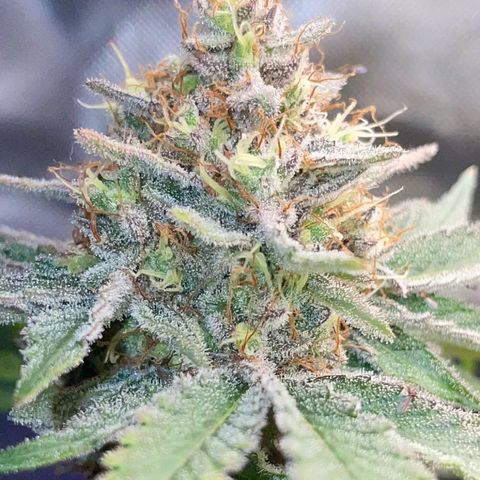 Critical Kush Photo Mainlining 1th Try growlog in 80x80x160 Tent Indoor