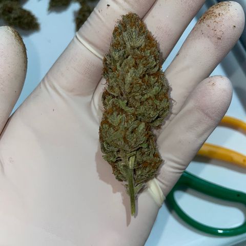 Critical Kush Photo Mainlining 1th Try growlog timeline photo