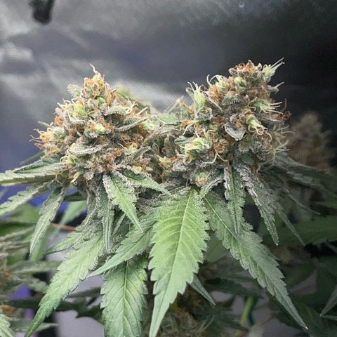 Critical Kush Photo Mainlining 1th Try growlog timeline photo
