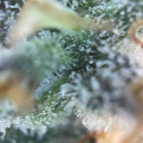 Critical Kush Photo Mainlining 1th Try growlog timeline photo