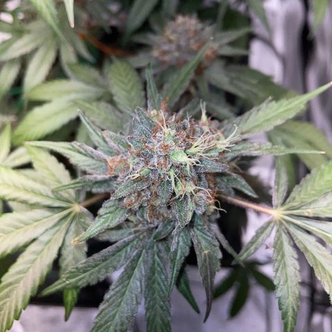 Critical Kush Photo Mainlining 1th Try growlog timeline photo