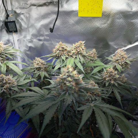 Critical Kush Photo Mainlining 1th Try growlog timeline photo