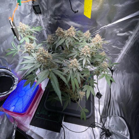 Critical Kush Photo Mainlining 1th Try growlog timeline photo