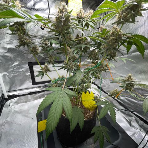 Critical Kush Photo Mainlining 1th Try growlog timeline photo