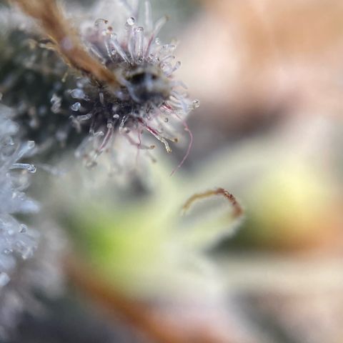 Critical Kush Photo Mainlining 1th Try growlog timeline photo