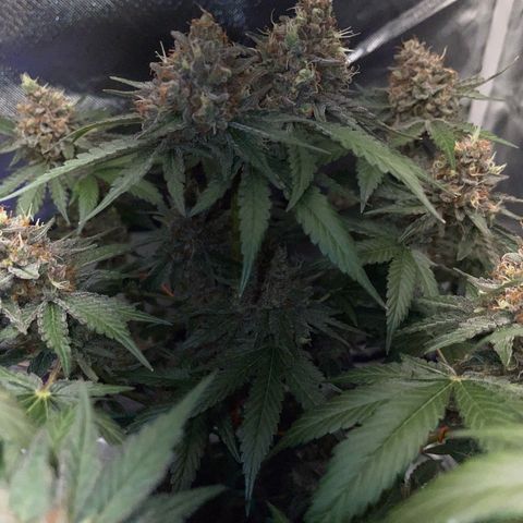 Critical Kush Photo Mainlining 1th Try growlog timeline photo