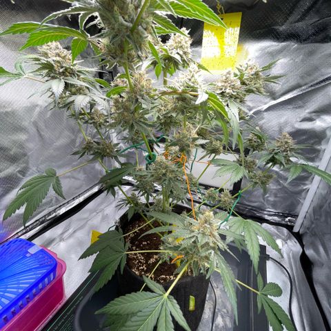 Critical Kush Photo Mainlining 1th Try growlog timeline photo