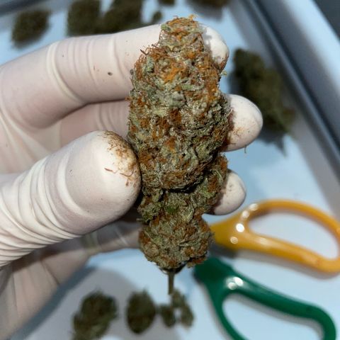 Critical Kush Photo Mainlining 1th Try growlog timeline photo
