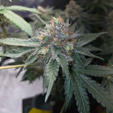 Critical Kush Photo Mainlining 1th Try growlog timeline photo