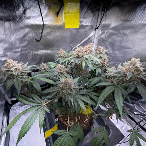 Critical Kush Photo Mainlining 1th Try growlog timeline photo