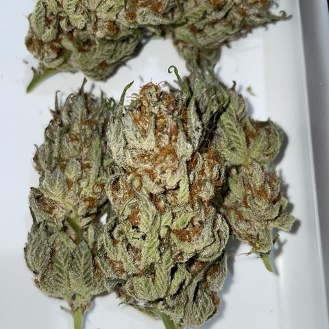 Critical Kush Photo Mainlining 1th Try growlog timeline photo