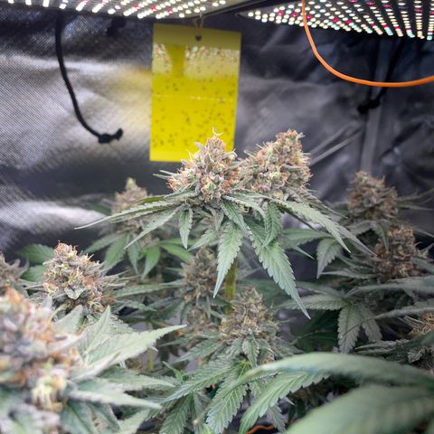 Critical Kush Photo Mainlining 1th Try growlog timeline photo