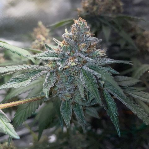 Critical Kush Photo Mainlining 1th Try growlog timeline photo