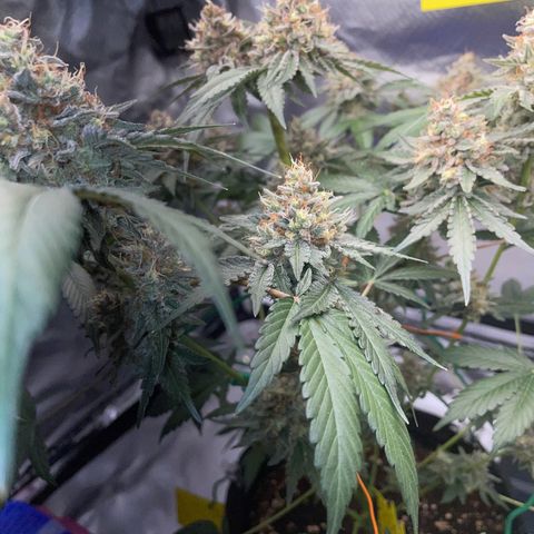 Critical Kush Photo Mainlining 1th Try growlog timeline photo