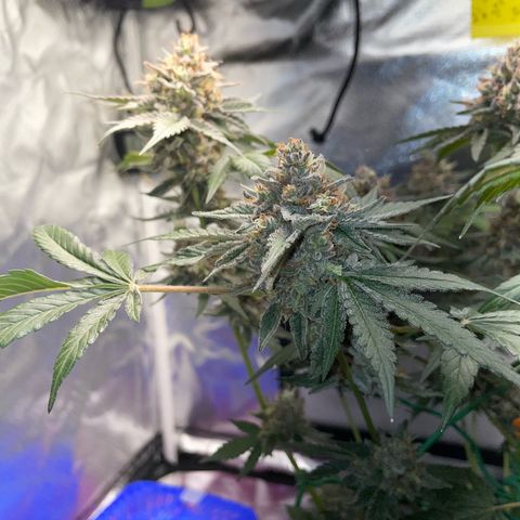Critical Kush Photo Mainlining 1th Try growlog timeline photo