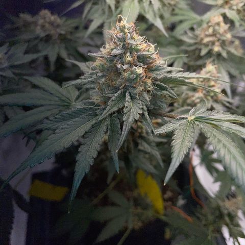 Critical Kush Photo Mainlining 1th Try growlog timeline photo