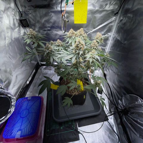 Critical Kush Photo Mainlining 1th Try growlog timeline photo