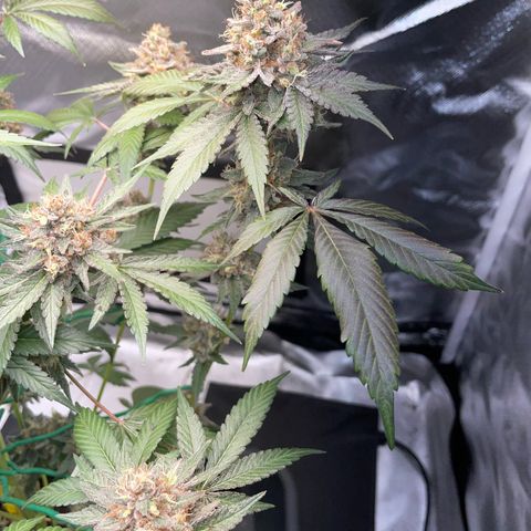Critical Kush Photo Mainlining 1th Try growlog timeline photo