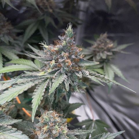 Critical Kush Photo Mainlining 1th Try growlog timeline photo