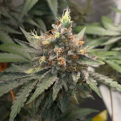 Critical Kush Photo Mainlining 1th Try growlog timeline photo